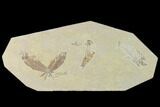 Bargain, Fossil Fish (Diplomystus & Knightia) Plate - Wyoming #138680-1